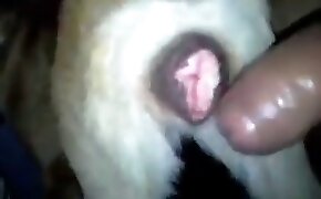 2pgbet - guy fucks animal, zoophilia fuck porn